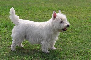 犬や猫などのペット保険で動物病院での治療に備える