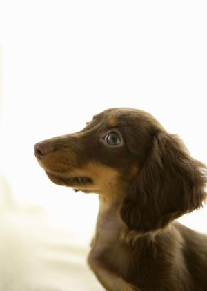 信頼と実績の土日祝日対応!アサンテのシロアリ駆除サービス完全ガイド