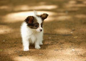 犬の健康管理に最適!ロイヤルカナンの療法食を徹底解説