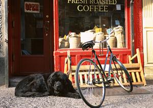 チワワの購入におすすめのショップ
