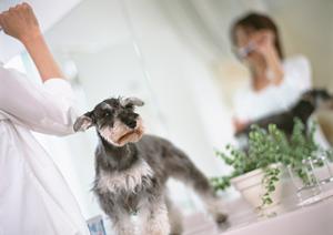 渋谷区にある、おすすめの犬の幼稚園